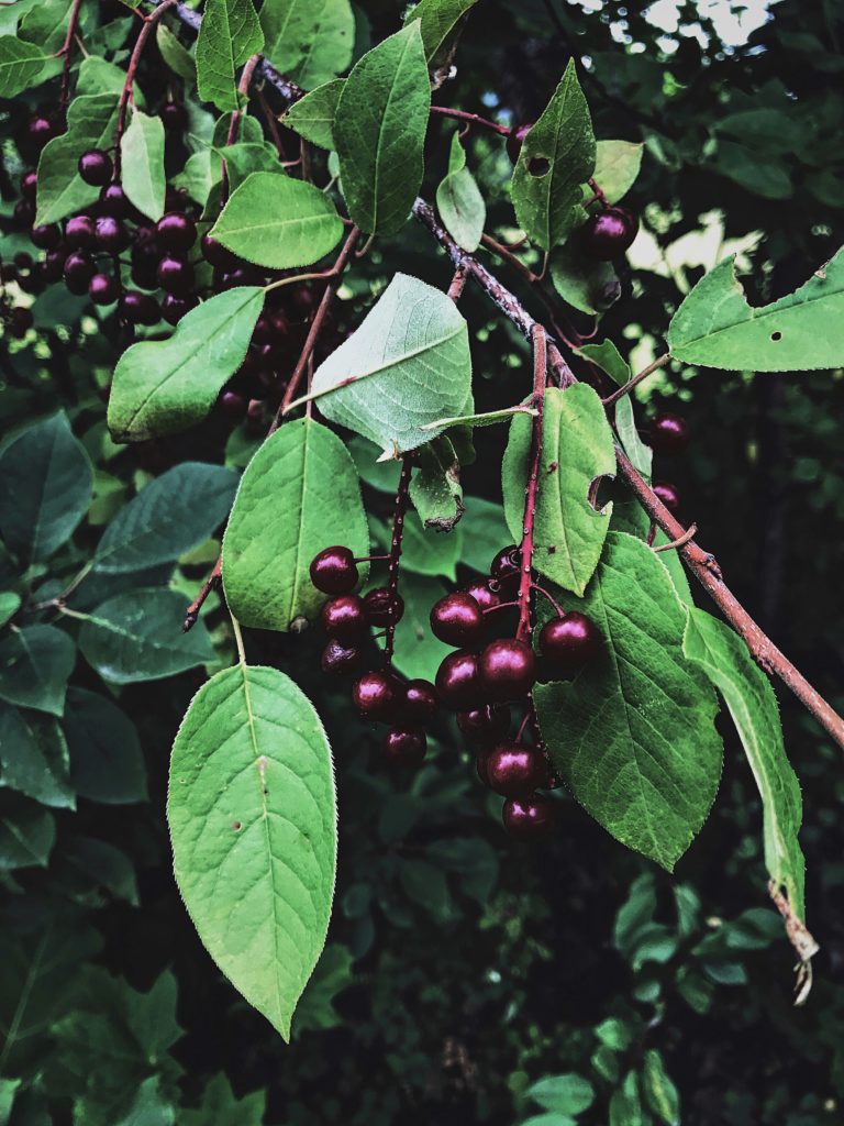 25 Magickal Ways to Use Summertime Stone Fruits in Your Witchcraft