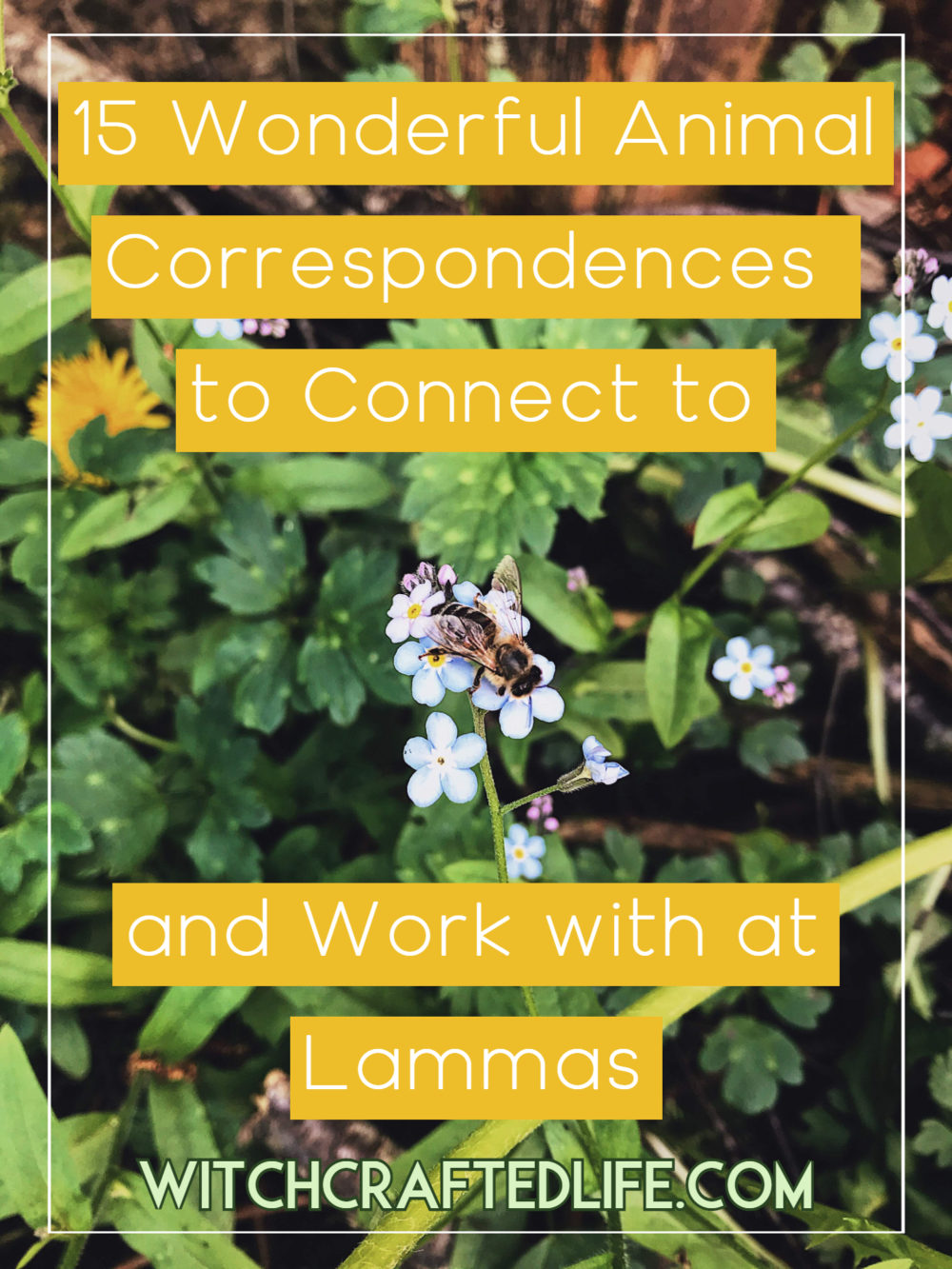 15 Wonderful Animal Correspondences to Connect to and Work with at Lammas