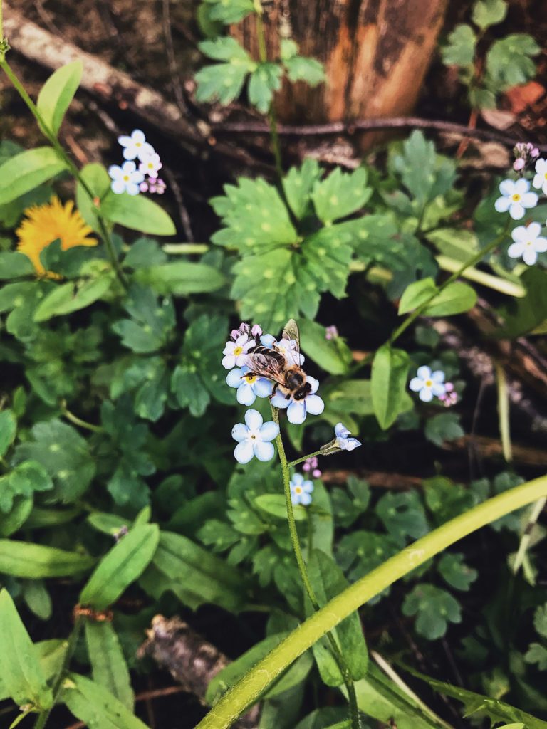 Bees - one 15 Awesome Magickal Animal Correspondences to Connect to and Work With at Lammas (Lughnasadh)