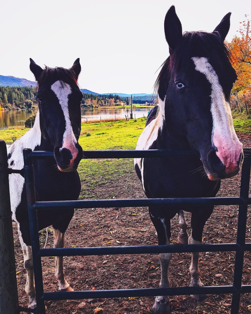 Horses - one 15 Awesome Magickal Animal Correspondences to Connect to and Work With at Lammas (Lughnasadh)