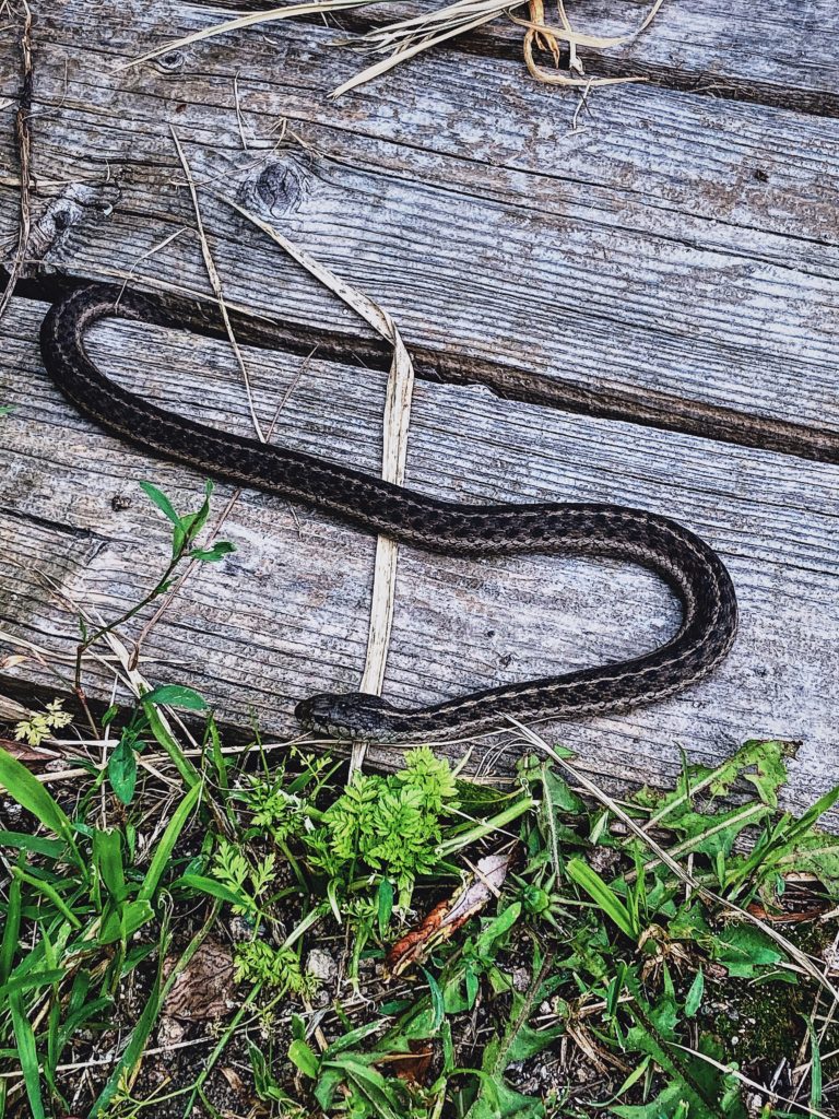 Snakes - one 15 Awesome Magickal Animal Correspondences to Connect to and Work With at Lammas (Lughnasadh)