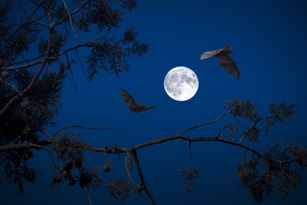 Every Once in a Blue Moon: Fun and Fascinating Halloween Blue Moon Facts 