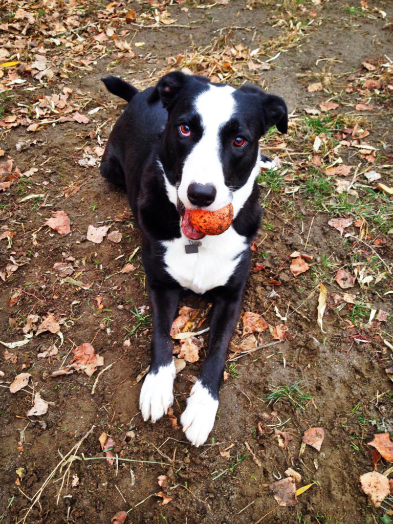 Annie, the super cute Bullador dog (half lab, half American Bulldog)