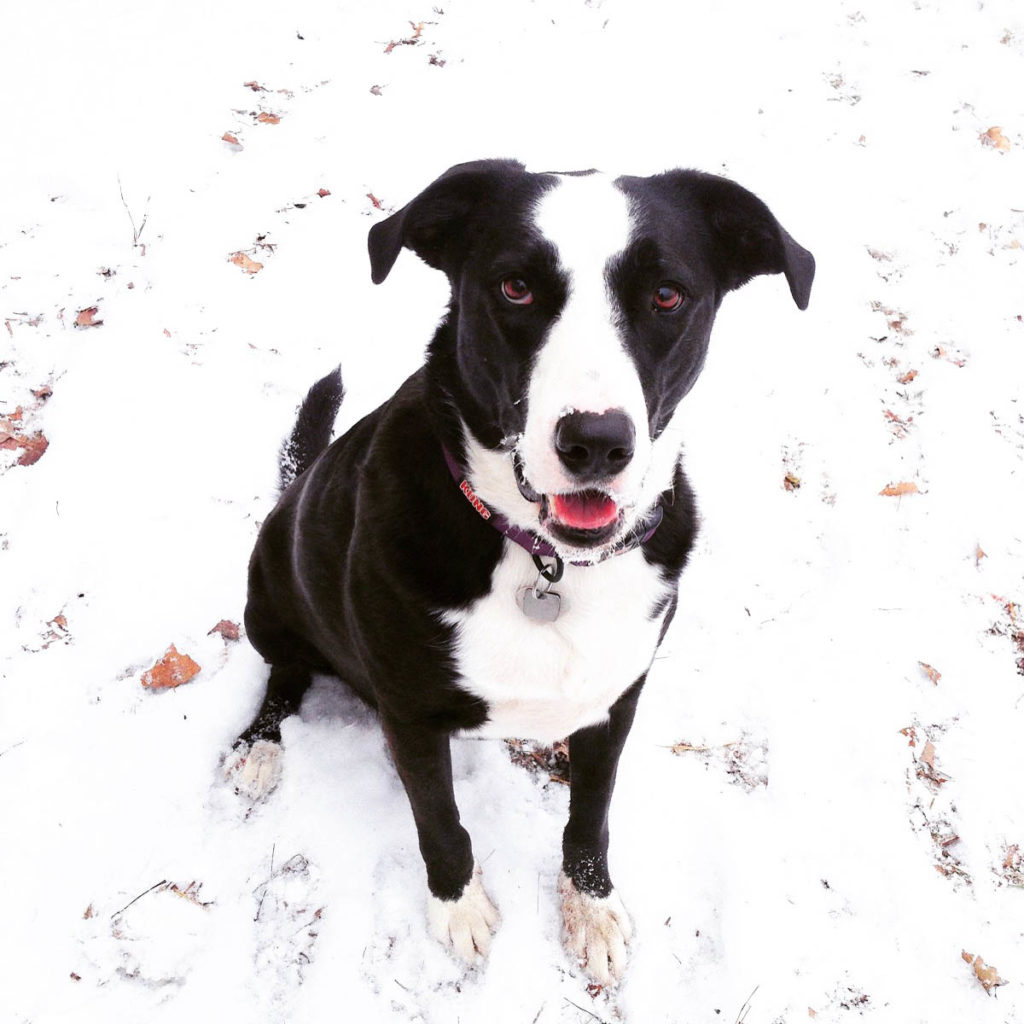 Annie, the super cute Bullador dog (half lab, half American Bulldog)