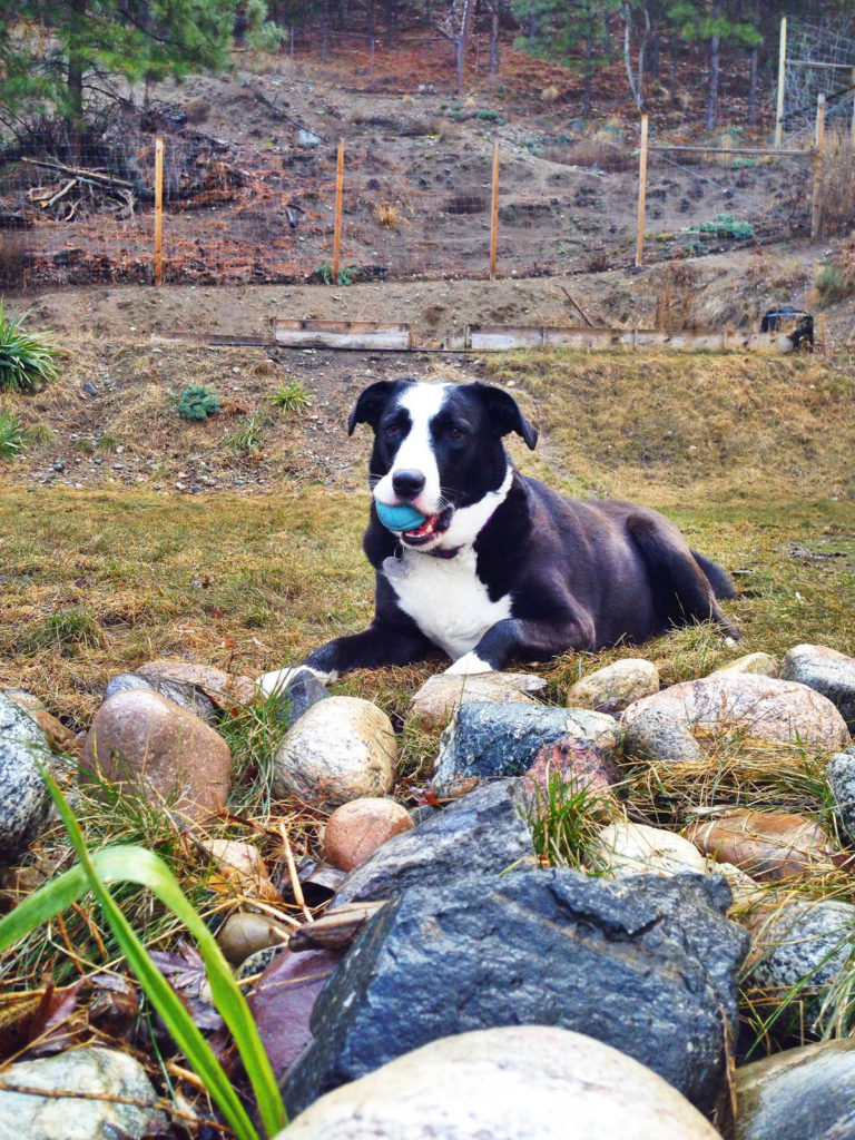 Annie, the super cute Bullador dog (half lab, half American Bulldog)