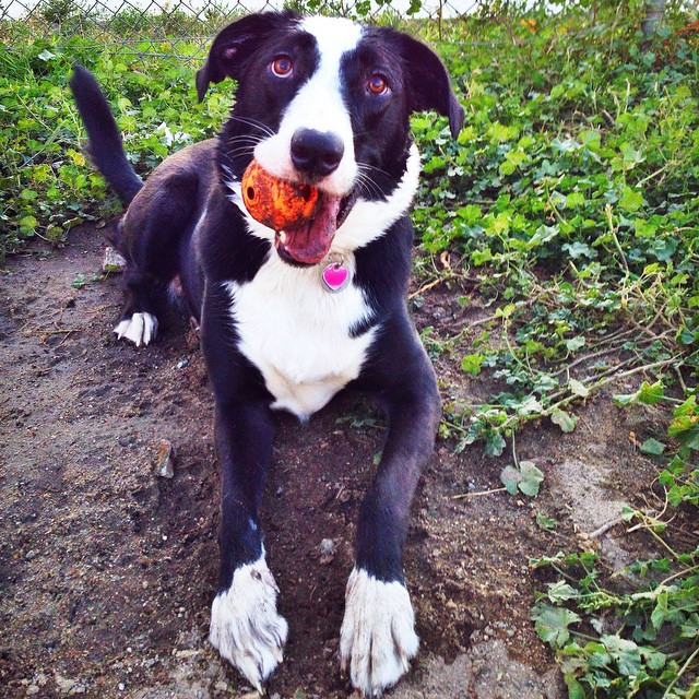 Annie, the super cute Bullador dog (half lab, half American Bulldog)